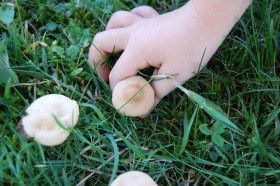 Unknown mushroom?  Poisonous mushroom?