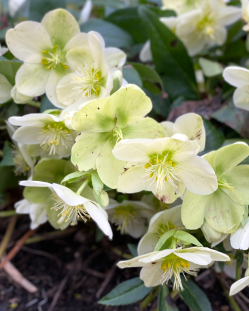 picture of christmas rose