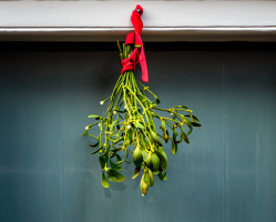 picture of mistletoe