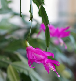 picture of christmas cactus