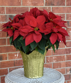 picture of poinsettia