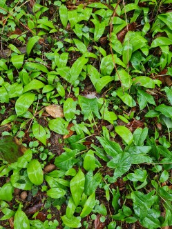 Carpet of wild garlic and arum