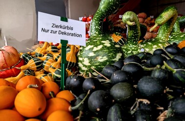 Zierkürbisse: nicht zum Verzehr. Foto: ejp