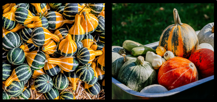 A gauche : citrouilles décoratives jaunes et vertes Photo : ejp. / A droite : citrouilles et courgettes en bac. Photo : Julia A. sur Unsplash