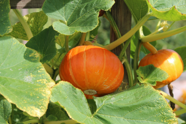 Jardin de citrouilles. Photo : Tania Malrechauffe sur Unsplash