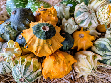 Les courges décoratives. Photo : ejp