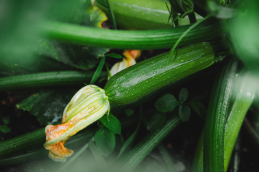 Zucchini mit Blüte