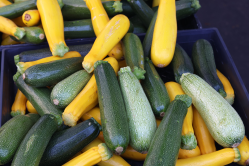 Different coloured courgettes. Photo: Wirestock on iStock