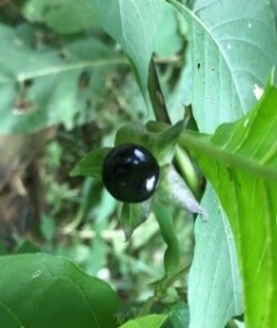 Deadly nightshade (Atropa belladonna)