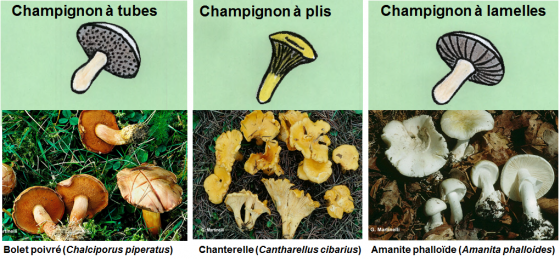  Champignon à tubes, à plis et à lamelles